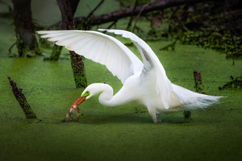 Honour For Digital Fishing In The Swamp By Geoffrey Hui