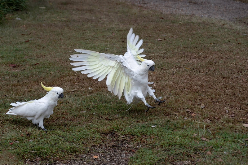 Honour For Print Coming In To Land By Janet Richardson