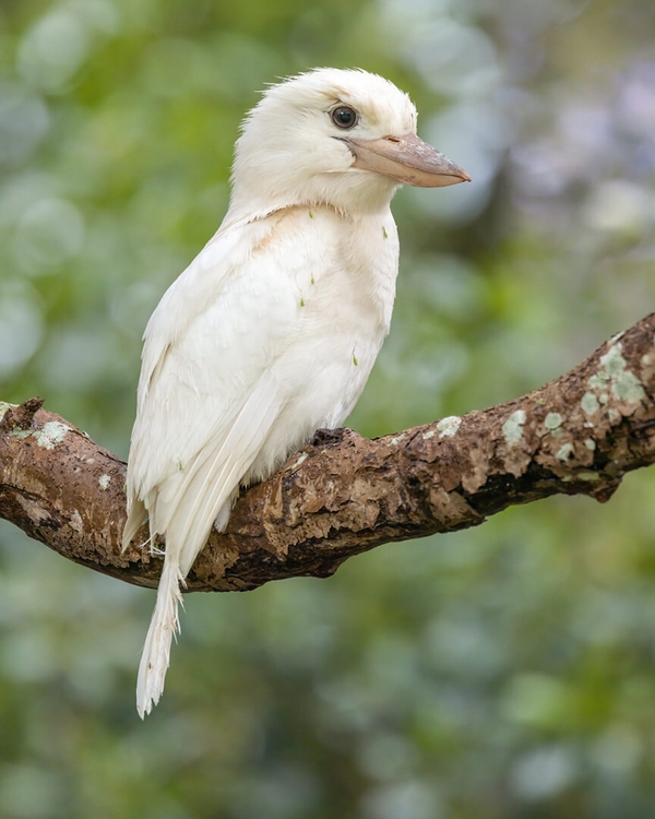 Honour For Print Leucistic Kookaburra By Kerri Anne Cook