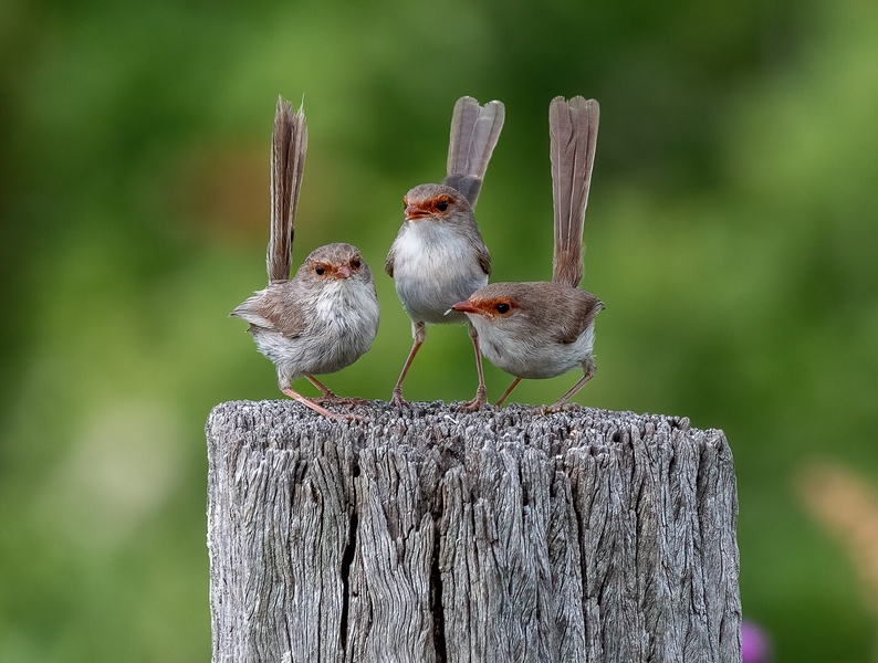 Honour For Print Posers By Susan Chisholm