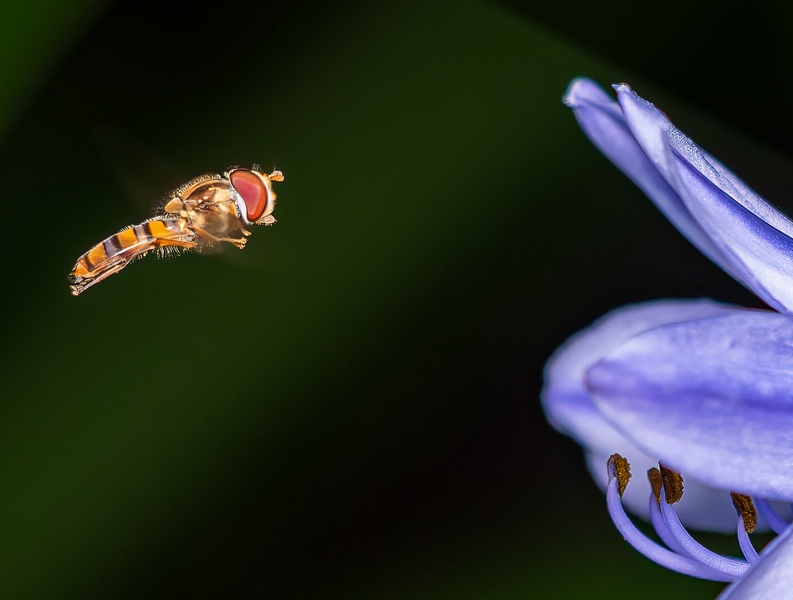 Merit For Digital 105 Hoverfly By Christine Jull