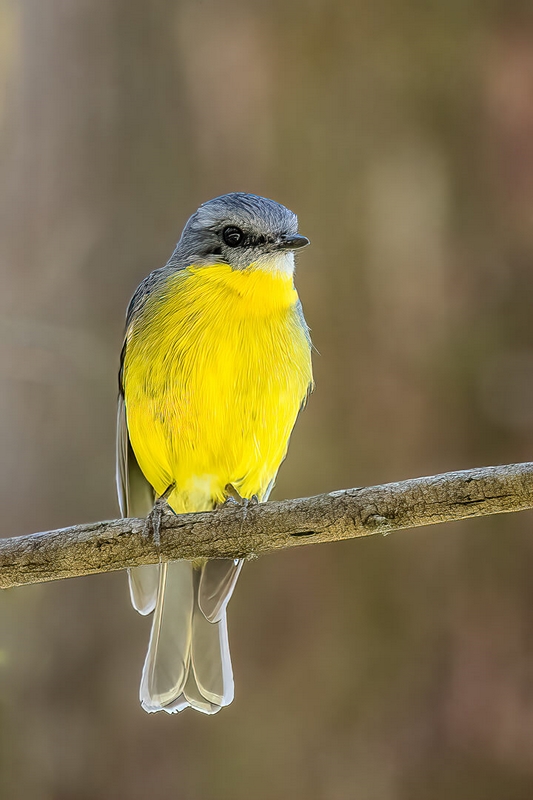 Merit For Print Eastern Yellow Robin  By Lekha Suraweera