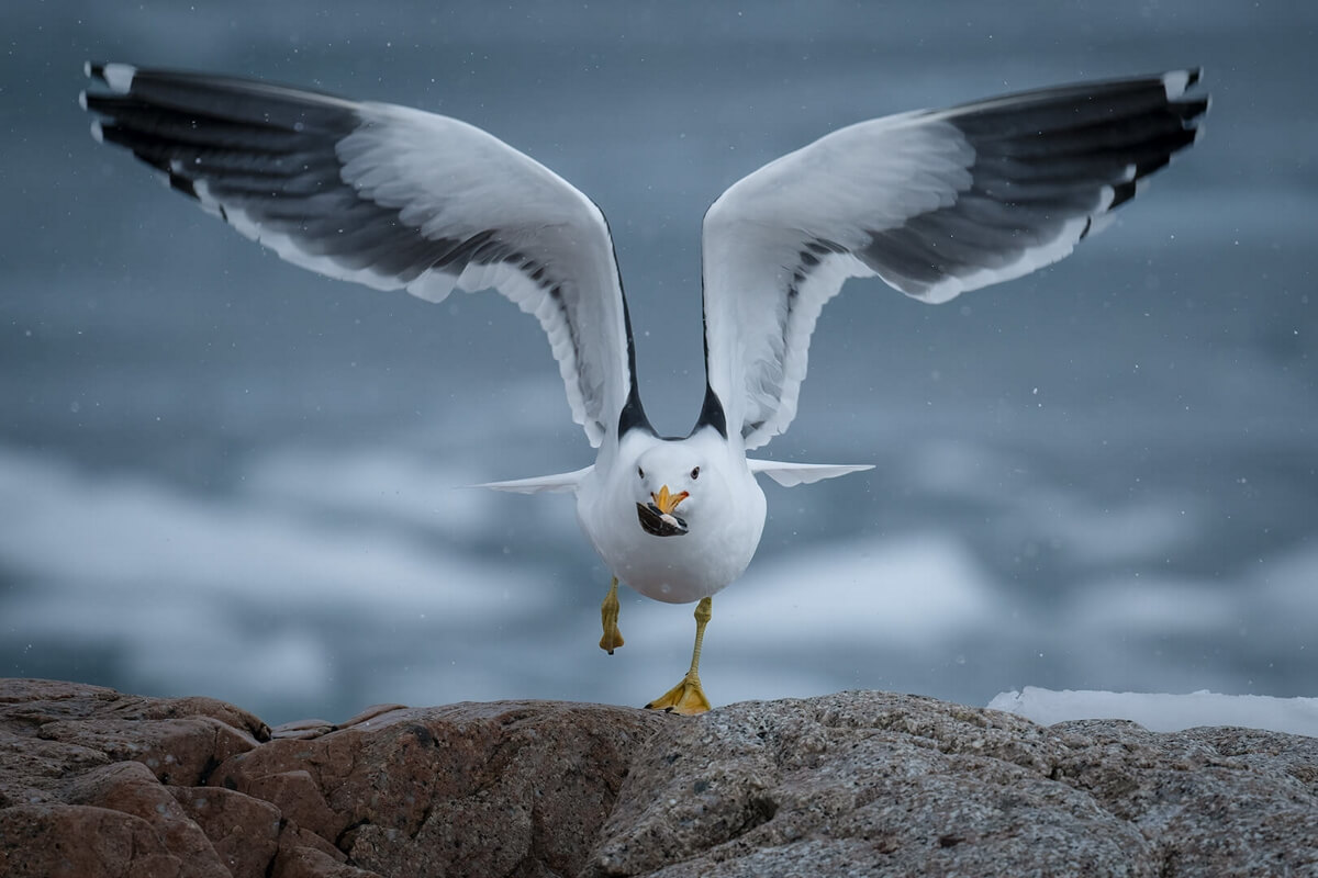 Honour For Digital A Meal In The Frozen South By Jefferey Mott