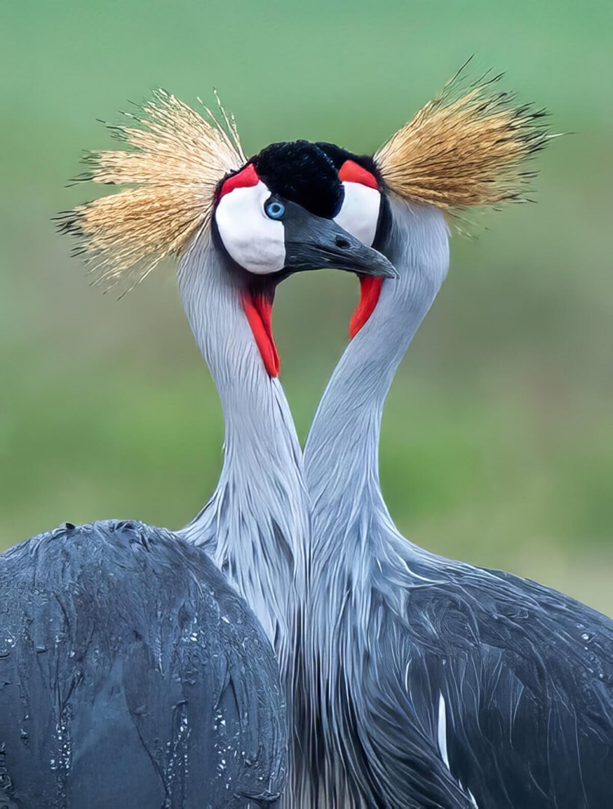 Honour For Digital Whispering Cranes By Bhaskar Desha