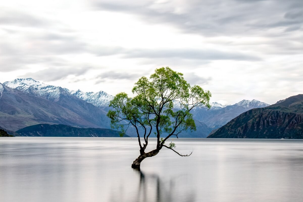 Merit For Digital Wanaka Tree At High Tide  By Swarna Wijesekera