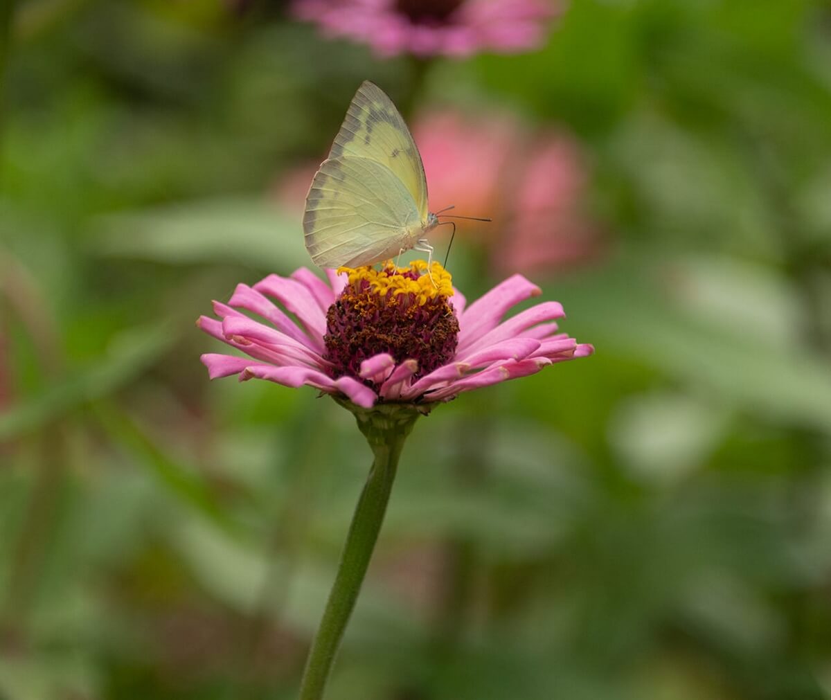 Merit For Print Sipping Nectar By Janet Richardson