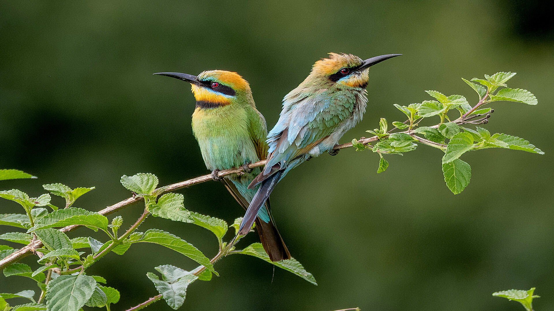 Honour For Digital This Way Or That By Liann Haaima