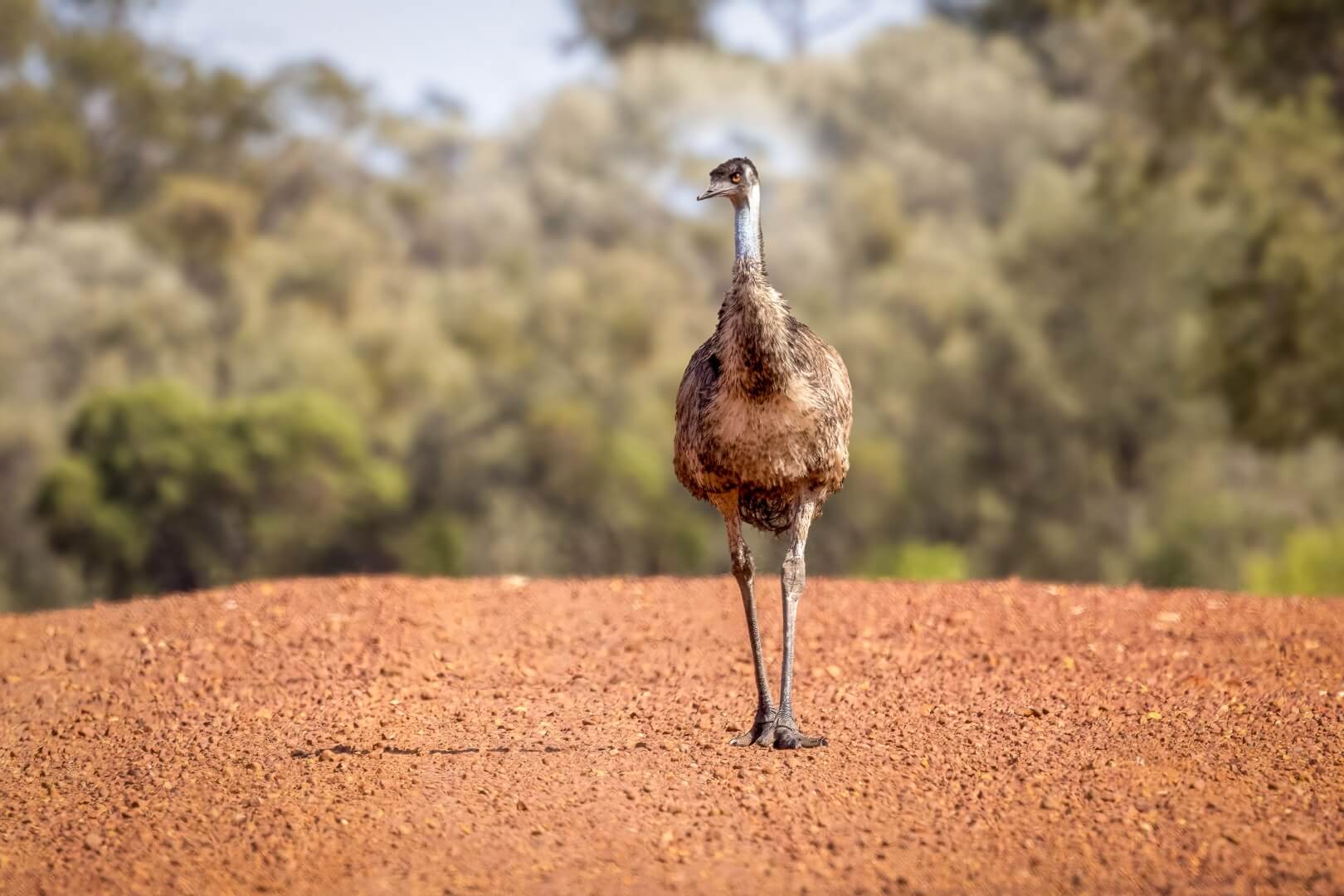 Merit For Digital A45 Outback Traffic By Heidi Wallis