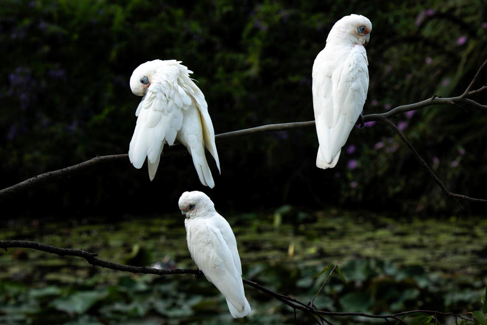 Merit For Digital JUST HANGING AROUND By Gwenda Kruger