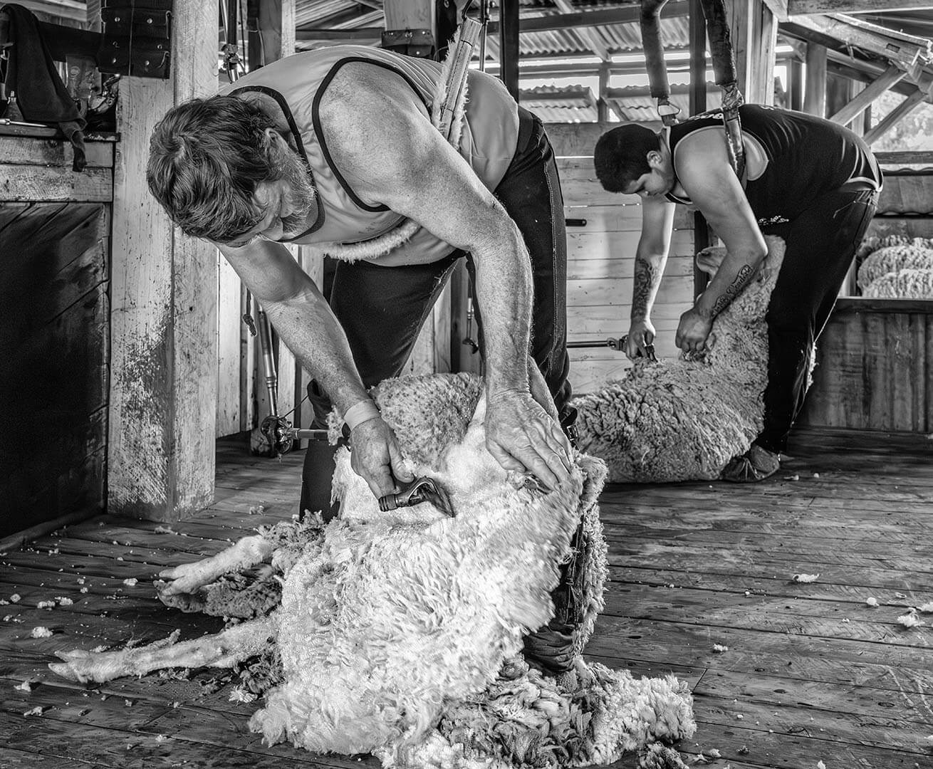 Merit For Digital Shearers At Work By Alan Wigginton