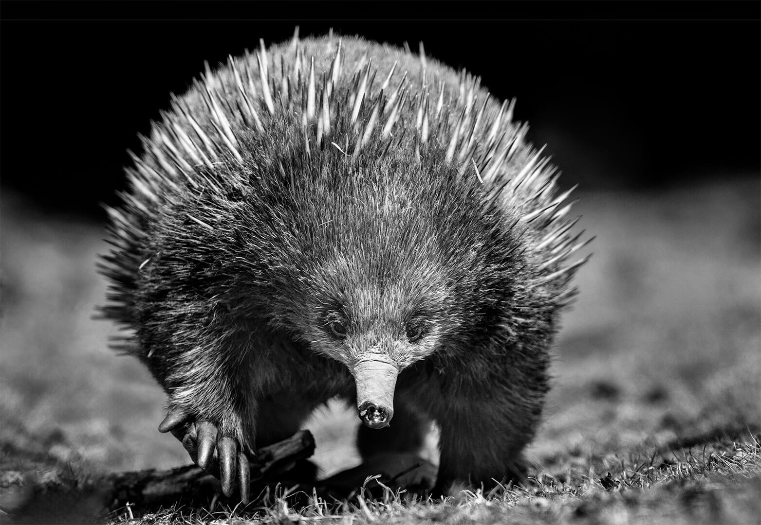 Merit For Digital Short Beaked Echidna By Jefferey Mott