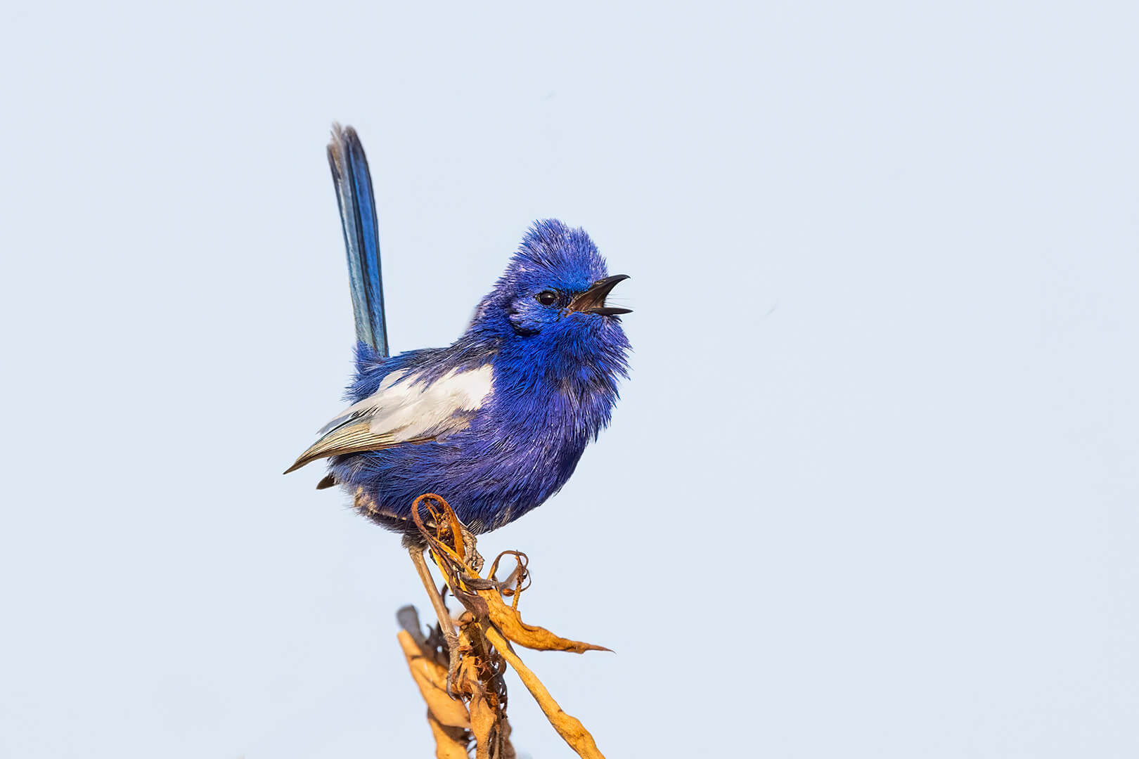 Merit For Digital Singing His Heart Out By Kerri Anne Cook