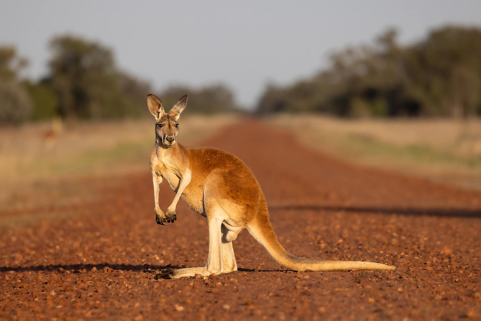 Merit For Digital Skippy Road Block By Kerri Anne Cook