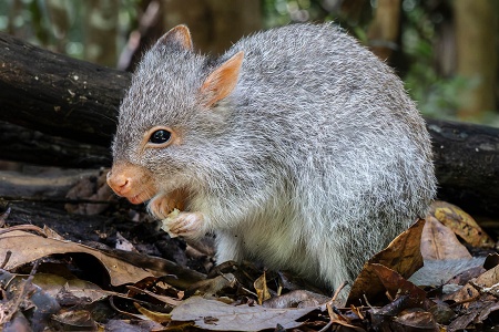 February 2026 - Dig & Print - Australia