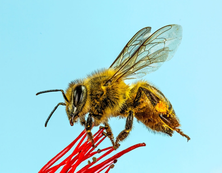 Honour For C029 Pollen Collector By Bob Garnett