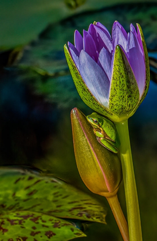 Honour For Eastern Dawrf Frog By Lekha Suraweera