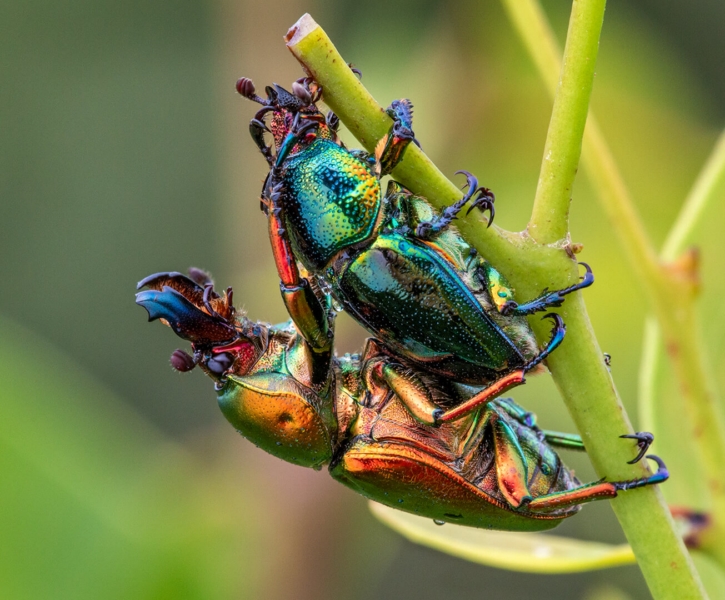 Honour For Golden Green Stag Beetles By Ann Smallegange