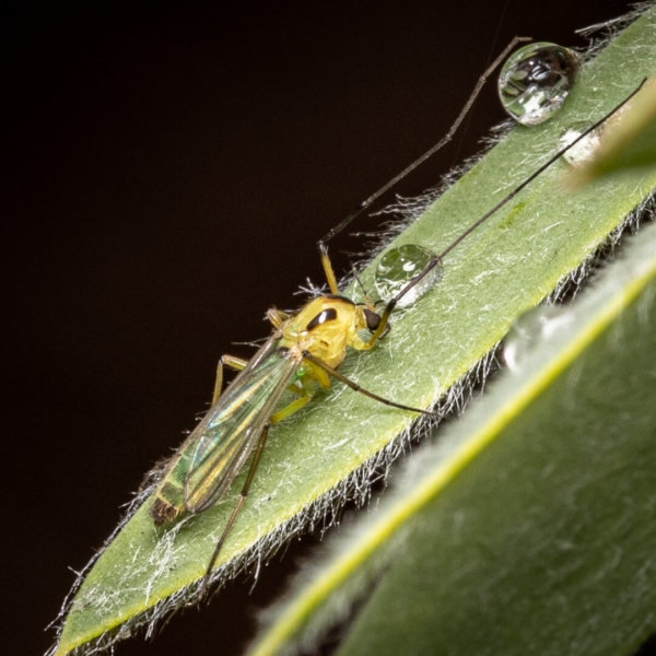 Honour For Thirsty Midge By Hazel Sempf