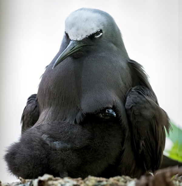 Merit For 081 No Noddy Tern Chicks Here By Jefferey Mott