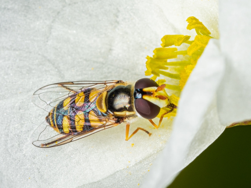Merit For Hover Fly By Hector Beveridge