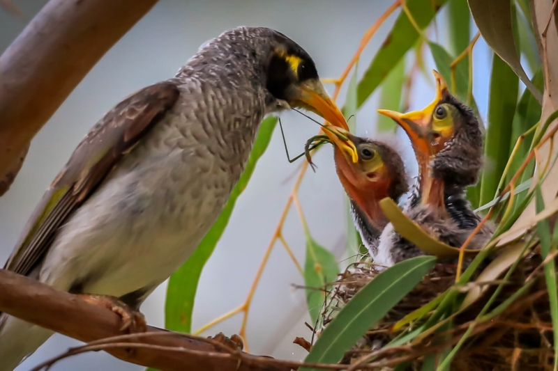 Merit For Next One Is Mine Mum By Mangala Jayasekera