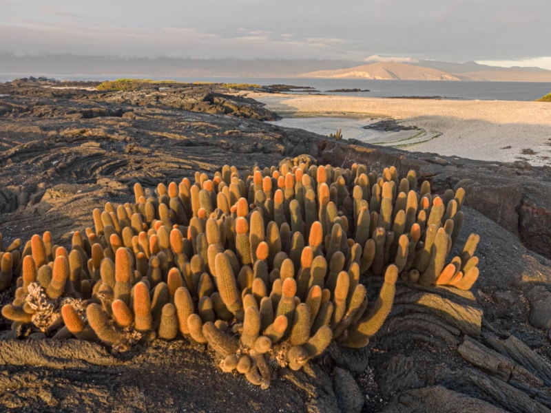 Merit For Volcanic Vegetation By Dorothy Harkins