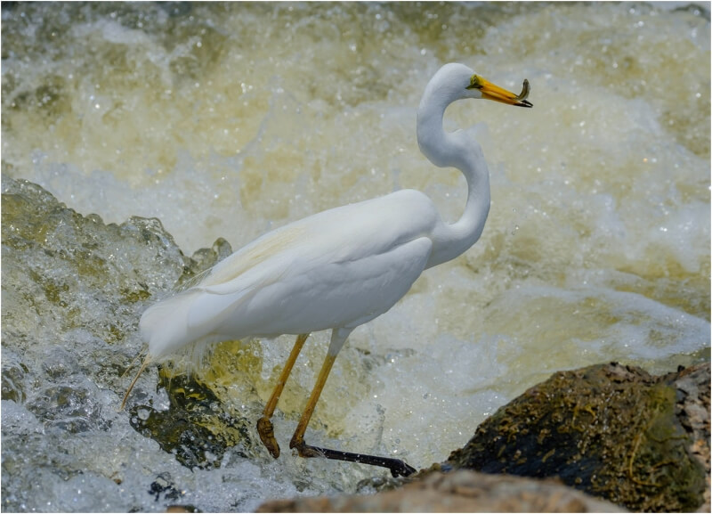 Honour For Great Egret Fishing In The Foam By Russell Dickson