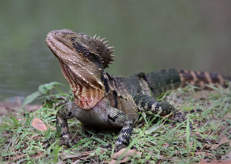 Merit For Alert Water Dragon By Ann Smallegange