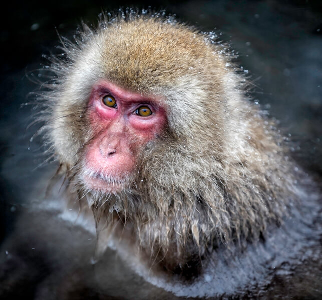Merit For Snow Monkey By Sandra Anderson