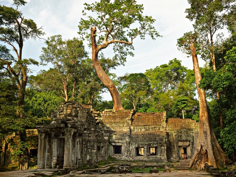 Merit For Ta Prohm By Cheryl Zwart