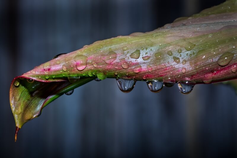 Honour For After The Rain By Janet Aldridge