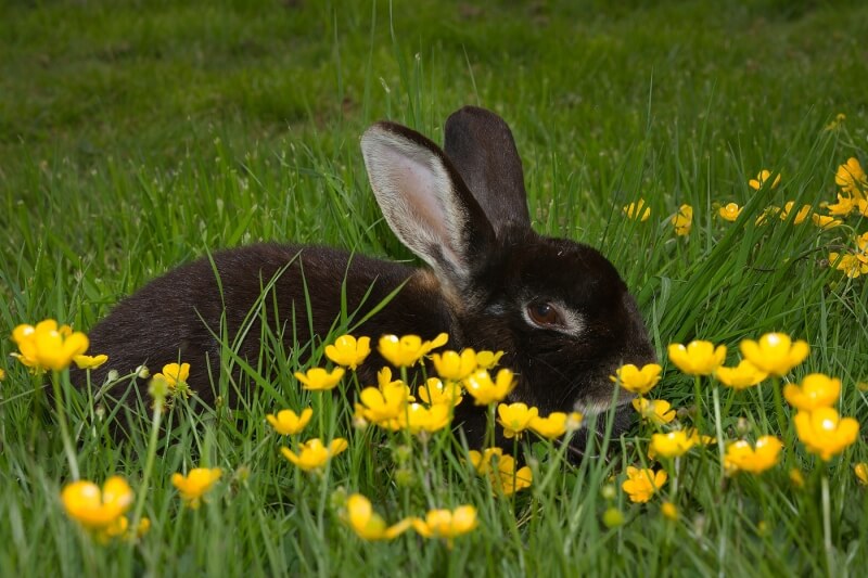 Honour For Chocolate Bunny By Liann Haaima