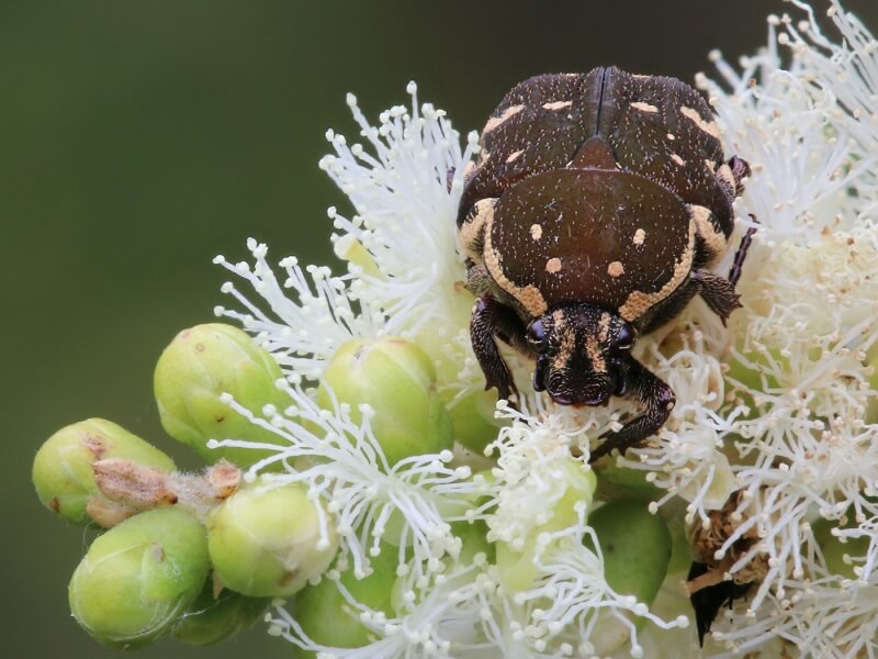 Merit For Brown Flower Beetle By Ann Smallegange