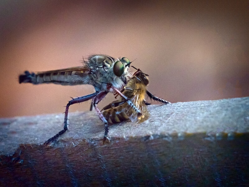 Merit For Dinner By Cheryl Zwart