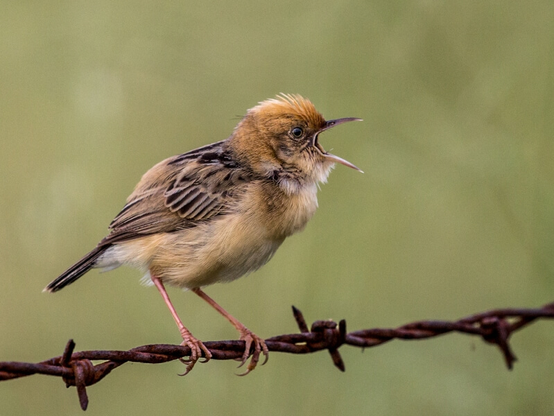 Merit For Singing For My Lunch By Nadia Filiaggi