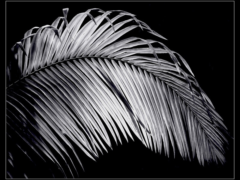 Merit For A065 Palm Fronz  Jpg By Joyce Metassa