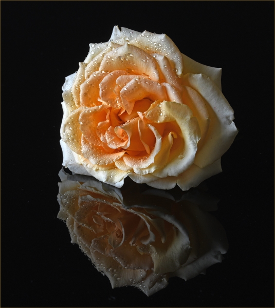 Honour For Apricot Rose By Lesley Clark