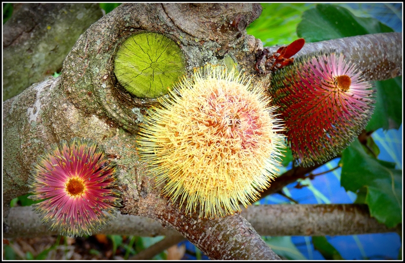 Honour For BUNCH OF BANKSIA By Gordon Dixon