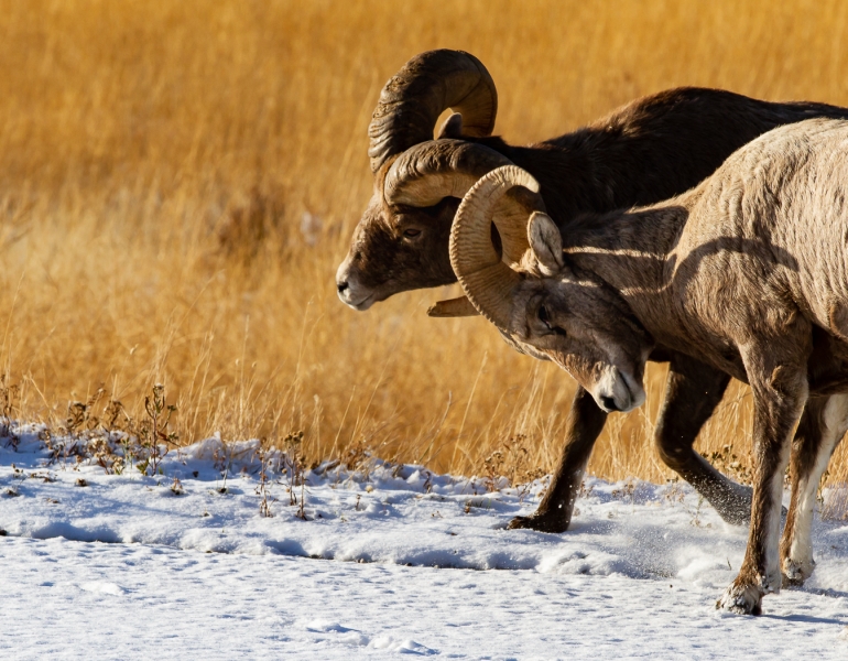 Honour For Big Horn Sheep By Jan Sharples