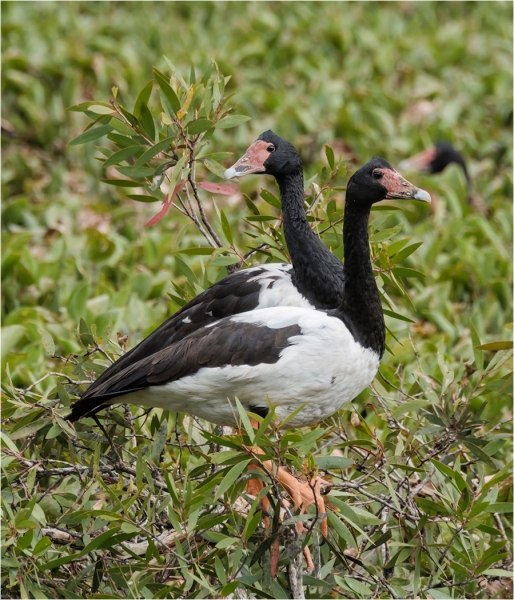 Honour For Keeping Lookout At Sandy Camp By Russell Dickson