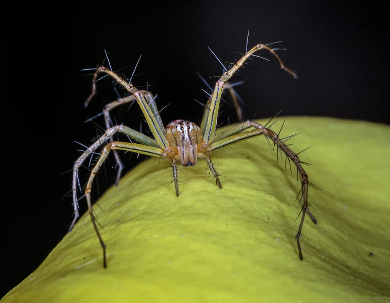 Honour For Lynx Spider By Lekha Suraweera