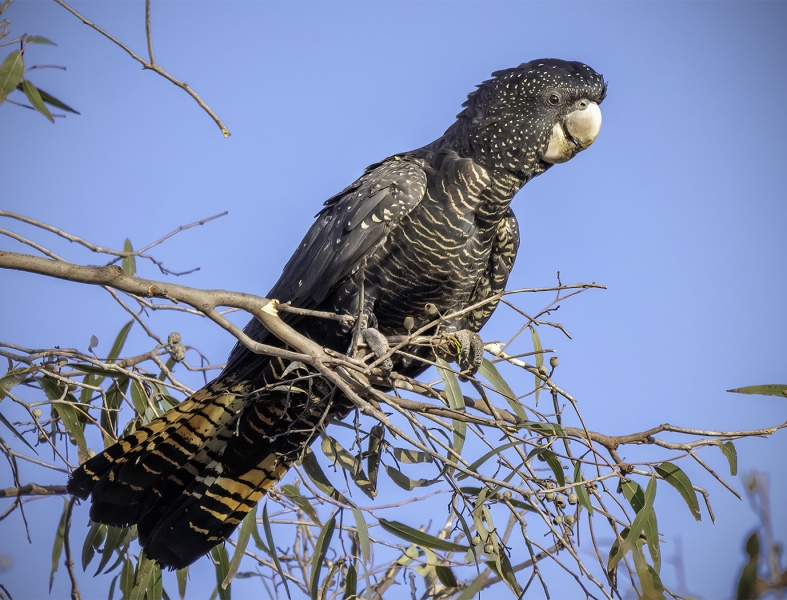 Honour For Red Tail Cockatoo By Sandra Anderson