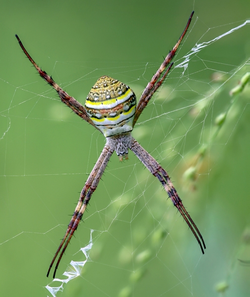 Honour For St Andrews Cross Spider Waiting By Ann Smallegange