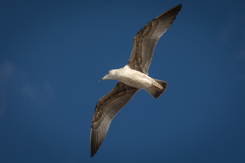 Honour For Under The Wing By Bruce McDonald