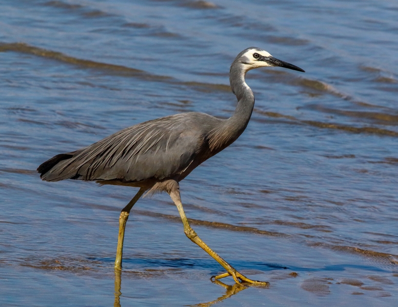 Honour For White Faced Heron By Ann Smallegange