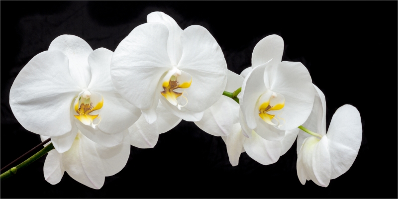 Honour For White Orchids By Suzanne Edgeworth