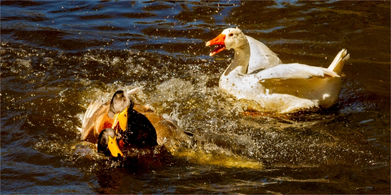 Merit For Fight You For Her By Suzanne Edgeworth