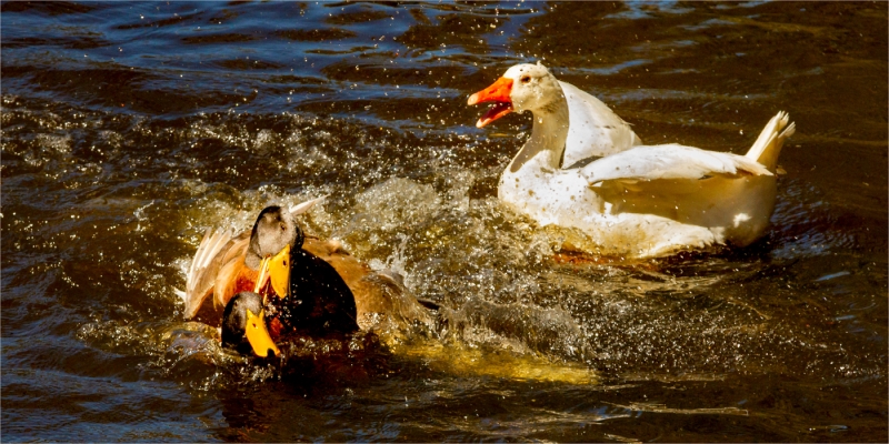 Merit For Fight You For Her By Suzanne Edgeworth