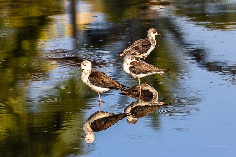 Merit For Reflections By Swarna Wijesekera