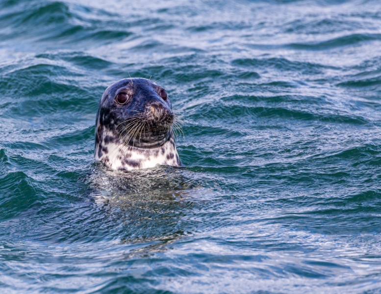 Merit For Seal Ed By Chris Ross